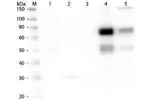 Western Blot of Anti-Rat IgM (mu chain) (GOAT) Antibody . (Goat anti-Rat IgM (Heavy Chain) Antibody (Texas Red (TR)) - Preadsorbed)