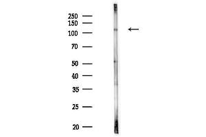 Western blot analysis of lysates from Rat testis, using LAMP2 Antibody at 1/1000 dilution.