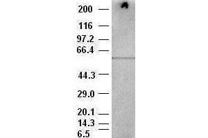 AKT3 antibody (9B2) at 1:500 dilution + BALB/C 3T3 cell lysate (AKT3 antibody)