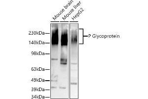 Western blot analysis of extracts of various cell lines, using P Glycoprotein antibody (ABIN7265732) at 1:500 dilution. (ABCB1 antibody)