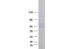 Validation with Western Blot (FAM46C Protein (Myc-DYKDDDDK Tag))