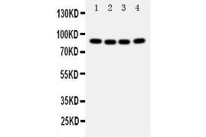 Anti-Cullin 2 antibody, Western blotting Lane 1: A431 Cell Lysate Lane 2: SMMC Cell Lysate Lane 3: HELA Cell Lysate Lane 4: COLO320 Cell Lysate (Cullin 2 antibody  (Middle Region))