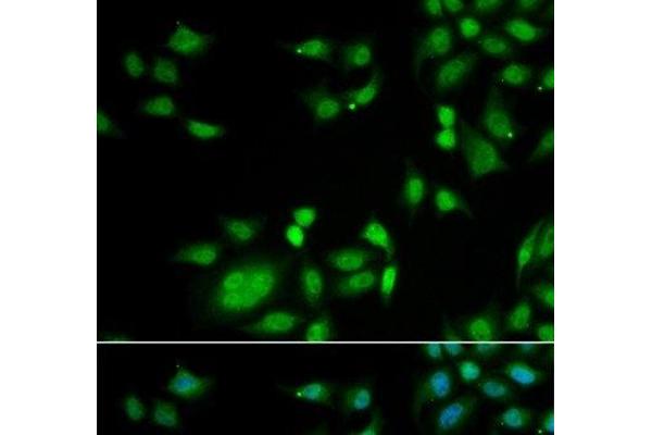 INTS10 antibody