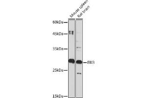 Western blot analysis of extracts of various cell lines, using EBI3 Rabbit mAb (ABIN7268011) at 1:1000 dilution. (EBI3 antibody)