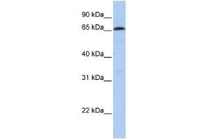 WB Suggested Anti-ZNF136 Antibody Titration:  0.