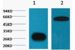 Western Blot (WB) analysis of GFP transfected Plants with antibody diluted at 1:5,000. (GFP antibody)