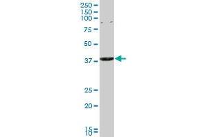 CAPZA3 monoclonal antibody (M01A), clone 4D6. (CAPZA3 antibody  (AA 200-299))