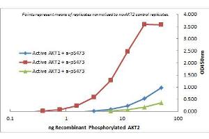 ELISA of Rat Monoclonal anti-AKT2 antibody.