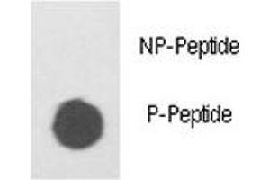 Dot Blot (DB) image for anti-Integrin-Linked Kinase (ILK) (pSer343) antibody (ABIN3031388)