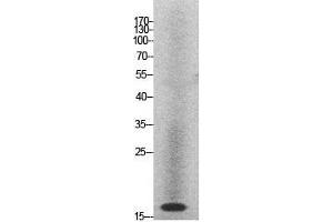 Western Blot (WB) analysis of HeLa cells using Histone H2A Polyclonal Antibody. (Histone H2A antibody  (Internal Region))