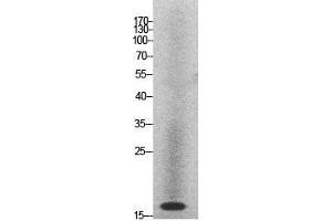 Western Blot (WB) analysis of HeLa cells using Histone H2A Polyclonal Antibody. (Histone H2A antibody  (Internal Region))