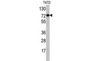 Western blot analysis of PID/MTA2 antibody (C-term) in T47D cell line lysates (35ug/lane).