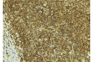 ABIN6277554 at 1/100 staining Mouse pancreas tissue by IHC-P. (PA2G4 antibody  (C-Term))