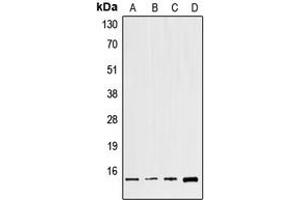 Western blot analysis of GNG8 expression in HeLa (A), NIH3T3 (B), mouse brain (C), H9C2 (D) whole cell lysates.