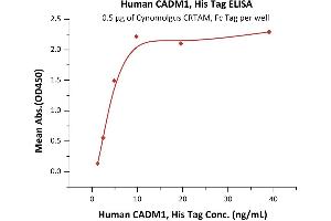 Immobilized Cynomolgus CRTAM, Fc Tag (ABIN2870592,ABIN2870593) at 5 μg/mL (100 μL/well) can bind Human CADM1, His Tag (ABIN2180673,ABIN2180672) with a linear range of 0.