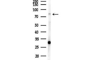 Western blot analysis of lysates from 293 cells(LPS 4h treatment), using Mre11 Antibody at 1/1000 dilution.