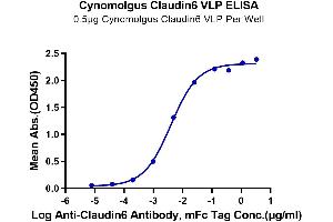 Immobilized Cynomolgus Claudin 6 VLP at 5 μg/mL (100 μL/Well) on the plate. (Claudin 6 Protein-VLP (CLDN6) (AA 1-220))