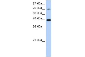 WB Suggested Anti-SF3B4 Antibody Titration:  1. (SF3B4 antibody  (N-Term))