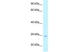 Image no. 1 for anti-Mitochondrial GTPase 1 Homolog (MTG1) (AA 147-196) antibody (ABIN6747742) (MTG1 antibody  (AA 147-196))