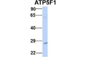 Host:  Rabbit  Target Name:  NOP56  Sample Type:  MCF7  Antibody Dilution:  1. (ATP5F1 antibody  (Middle Region))