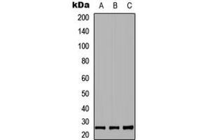 Western blot analysis of RND2 expression in HEK293T (A), NS-1 (B), PC12 (C) whole cell lysates.