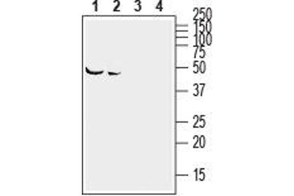 Ephrin A2 antibody  (Extracellular)