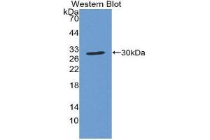 Western Blotting (WB) image for anti-Copper Chaperone For Superoxide Dismutase (CCS) (AA 23-269) antibody (ABIN1078548)