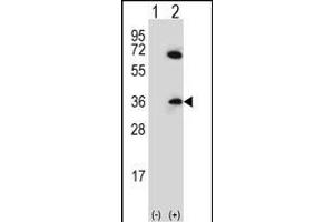 Western blot analysis of CDCA8 (arrow) using rabbit polyclonal CDCA8 Antibody (N-term) (ABIN656687 and ABIN2845924).