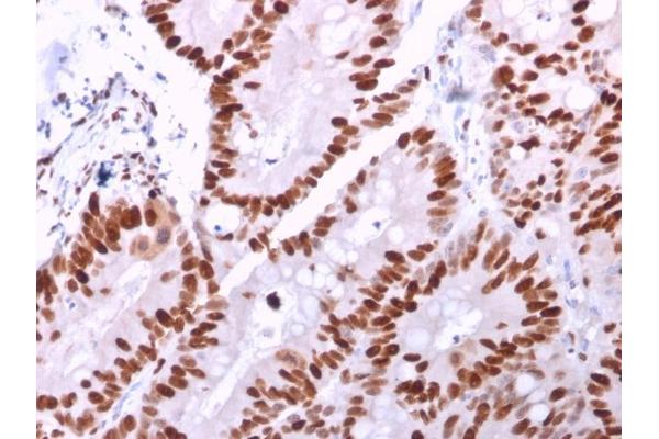 MCM6 antibody  (AA 228-368)