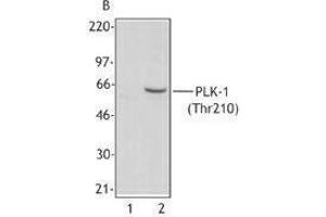 Western Blotting (WB) image for anti-Polo-Like Kinase 1 (PLK1) (pThr210) antibody (ABIN2665331) (PLK1 antibody  (pThr210))