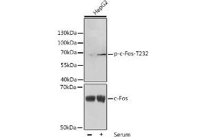 Western blot analysis of extracts of HepG2 cells, using Phospho-c-Fos-T232 antibody (ABIN3023546, ABIN3023547, ABIN3023548 and ABIN6225399) at 1:1000 dilution or c-Fos antibody (ABIN7265968). (c-FOS antibody  (pThr232))