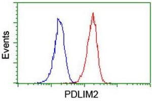Image no. 3 for anti-PDZ and LIM Domain 2 (PDLIM2) antibody (ABIN1500127) (PDLIM2 antibody)
