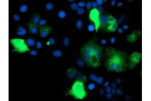 Anti-IDS mouse monoclonal antibody (ABIN2455541) immunofluorescent staining of COS7 cells transiently transfected by pCMV6-ENTRY IDS (RC219187). (IDS antibody)