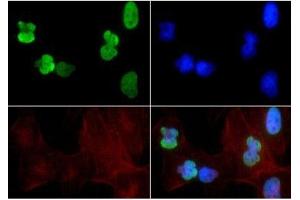 Immunofluorescence of Rabbit Anti-Histone H3 [ac Lys9, ac Lys14] Antibody. (Histone 3 antibody  (H3K9ac, H3K14ac))