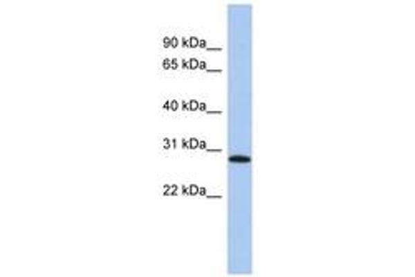LYSMD1 antibody  (AA 35-84)