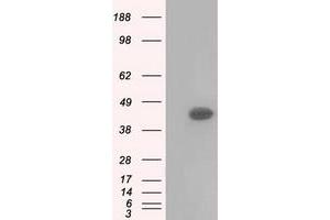 Western Blotting (WB) image for anti-Basigin (Ok Blood Group) (BSG) antibody (ABIN1498016) (CD147 antibody)
