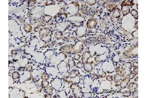 Immunoperoxidase of monoclonal antibody to STX18 on formalin-fixed paraffin-embedded human salivary gland.