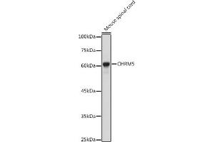 Western blot analysis of extracts of Mouse spinal cord, using CHRM5 antibody (ABIN6130568, ABIN6138567, ABIN6138568 and ABIN6221009) at 1:1000 dilution. (CHRM5 antibody  (AA 230-430))