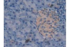 IHC-P analysis of Mouse Pancreas Tissue, with DAB staining. (Peroxiredoxin 2 antibody  (AA 6-164))