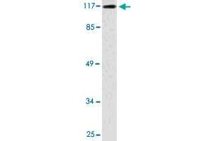 Western blot analysis of COLO 205 cell lysate with TRIM24 polyclonal antibody .