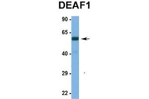 Hum. (DEAF1 antibody  (N-Term))