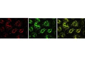 Immunofluorescence (IF) image for anti-Vesicle-Associated Membrane Protein 7 (VAMP7) antibody (ABIN1109463) (VAMP7 antibody)