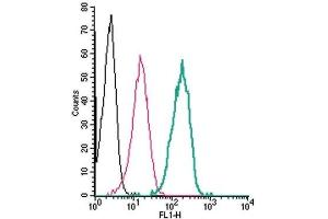 Cell surface detection of SLC7A2 by indirect flow cytometry in live intact human THP-1 monocytic leukemia cells: (black line) Cells. (SLC7A2 antibody  (2nd Extracellular Loop))