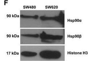 Western Blotting (WB) image for anti-Heat Shock Protein 90 (HSP90) antibody (ABIN361718)