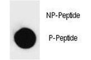 Dot blot analysis of phospho-PARP1 antibody.