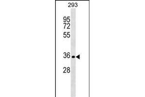 SIX2 Antibody (Center) (ABIN1538677 and ABIN2848966) western blot analysis in 293 cell line lysates (35 μg/lane).