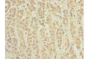 Immunohistochemistry of paraffin-embedded human adrenal gland tissue using ABIN7171349 at dilution of 1:100 (TCTA antibody  (AA 62-103))