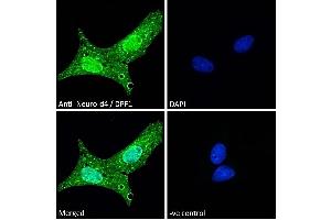ABIN184922 Immunofluorescence analysis of paraformaldehyde fixed U2OS cells, permeabilized with 0. (DPF1 antibody  (C-Term))