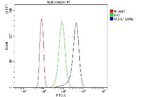 anti-Ubiquitin Carboxyl-terminal Esterase L1 (Ubiquitin Thiolesterase) (UCHL1) (AA 120-153), (C-Term) antibody
