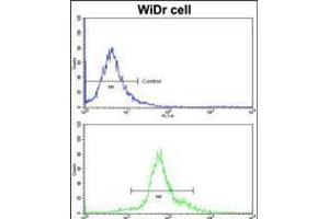 Flow cytometric analysis of widr cells using HOXB5 Antibody (bottom histogram) compared to a negative control cell (top histogram)FITC-conjugated goat-anti-rabbit secondary antibodies were used for the analysis. (HOXB5 antibody  (C-Term))